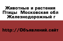 Животные и растения Птицы. Московская обл.,Железнодорожный г.